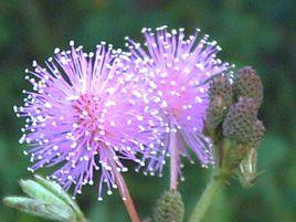 有毒花草 有毒花草