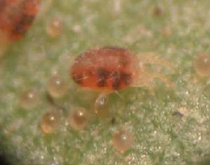 硃砂葉蟎 硃砂葉蟎