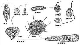 表殼蟲