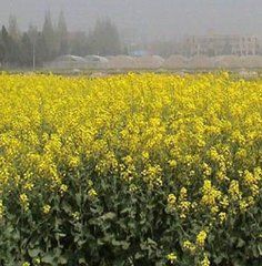 寧雜11號 寧雜11號