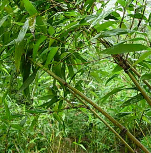 宜興唐竹 宜興唐竹