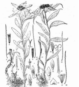 腺萼半蒴苣苔 腺萼半蒴苣苔