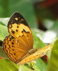 細線蛺蝶 細線蛺蝶