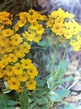 皺葉報春 皺葉報春