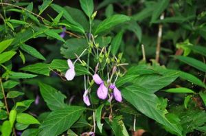 大葉觀音草 大葉觀音草