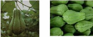 佛手瓜