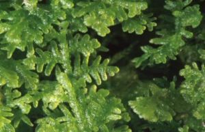 細裂瓣苔 細裂瓣苔