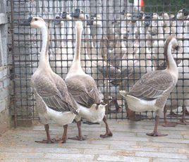 陽江黃鬃鵝 陽江黃鬃鵝