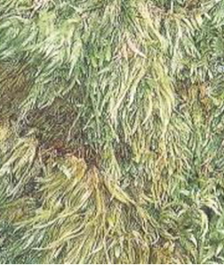 大粗疣蘚 大粗疣蘚