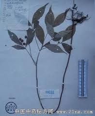 峨眉紫金牛 峨眉紫金牛