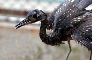 海南虎斑開鳥 海南虎斑開鳥