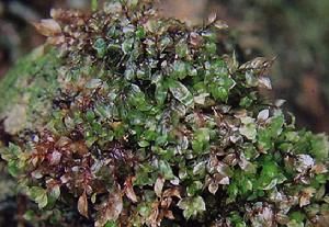 小葉蘚 小葉蘚