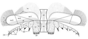 宜良紅石崖蟲腿肢復原