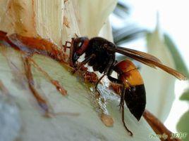 黃腰胡蜂 黃腰胡蜂