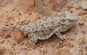 凹項角蟾 凹項角蟾