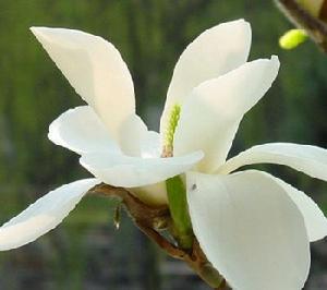 Magnolia &times; alba