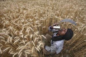 印度圓粒小麥 印度圓粒小麥