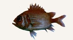 骨鱗魚科 骨鱗魚科