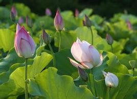 蓮塘[江西省南昌縣蓮塘鎮]