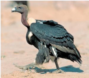 白背兀鷲 白背兀鷲