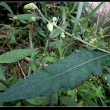 戟葉艾納香 戟葉艾納香