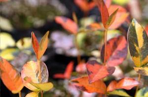 金葉絡石 金葉絡石