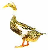 紹興麻鴨 紹興麻鴨