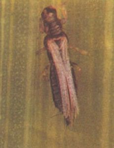 小領針薊馬 小領針薊馬