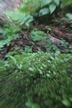 新疆沙參 新疆沙參