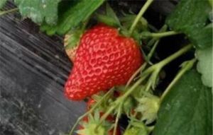 木子草莓採摘園 木子草莓採摘園