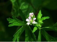 無毛老鸛草 無毛老鸛草