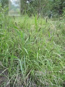 九頂草屬 九頂草屬