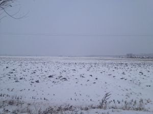 五常冬天下雪覆蓋