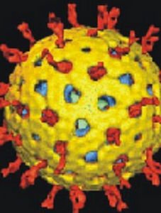 病毒性腸炎 病毒性腸炎