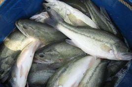 欽州鱸魚 欽州鱸魚