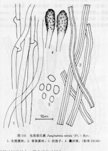 光亮容氏菌 光亮容氏菌