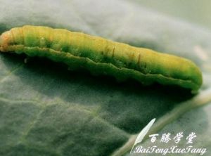 菸草夜蛾 菸草夜蛾