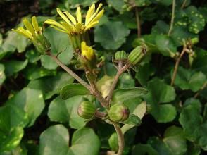 黃斑大吳風草 黃斑大吳風草