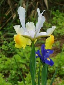 會唱歌的鳶尾花 會唱歌的鳶尾花