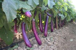 農豐長茄 農豐長茄