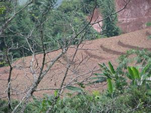 多細河村 多細河村