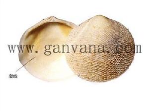 銼紋櫻蛤 銼紋櫻蛤