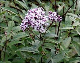 佩蘭提取物 佩蘭提取物