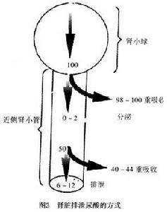 痛風和高尿酸血症