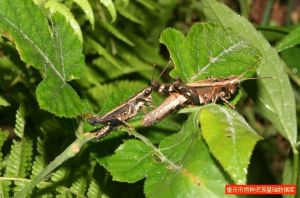 四川突額蝗 四川突額蝗