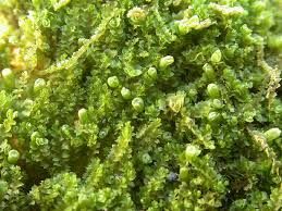 粗裂葉苔 粗裂葉苔