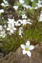 大子蠅子草 大子蠅子草