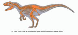 食蜥王龍的骨骼圖