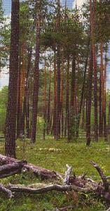這也是一枚超長的片科米原始森林