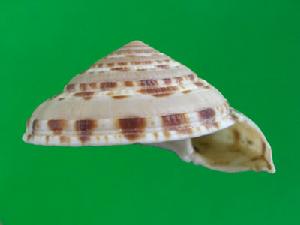 粗斑車輪螺 粗斑車輪螺